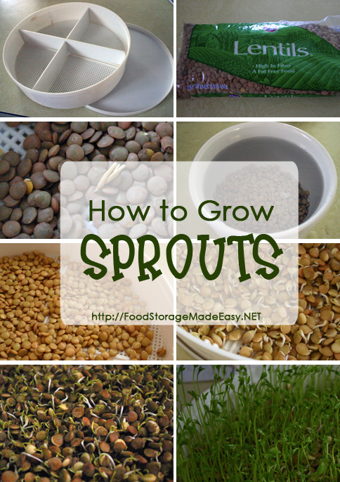 how-to-grow-sprouts-pin