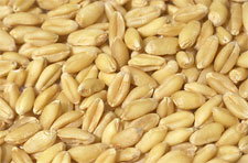 wheat-kernel-250