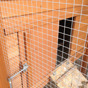 chickens3