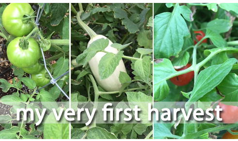 harvest