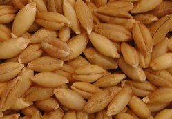 barley barley