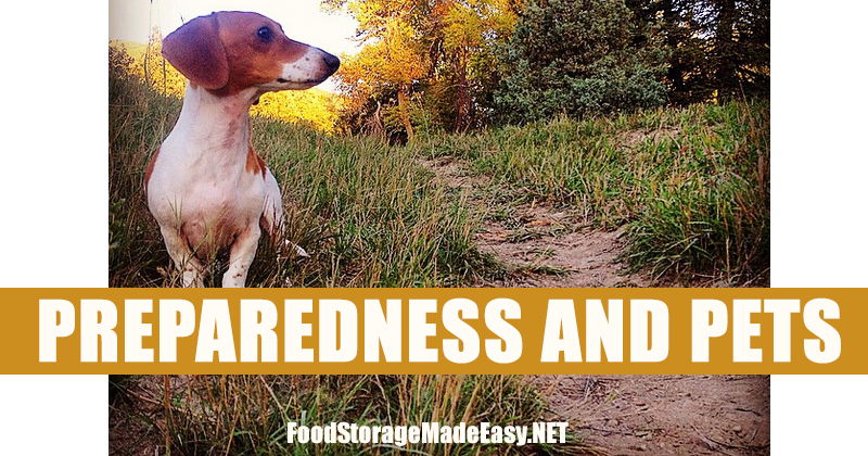 Pets and Preparedness