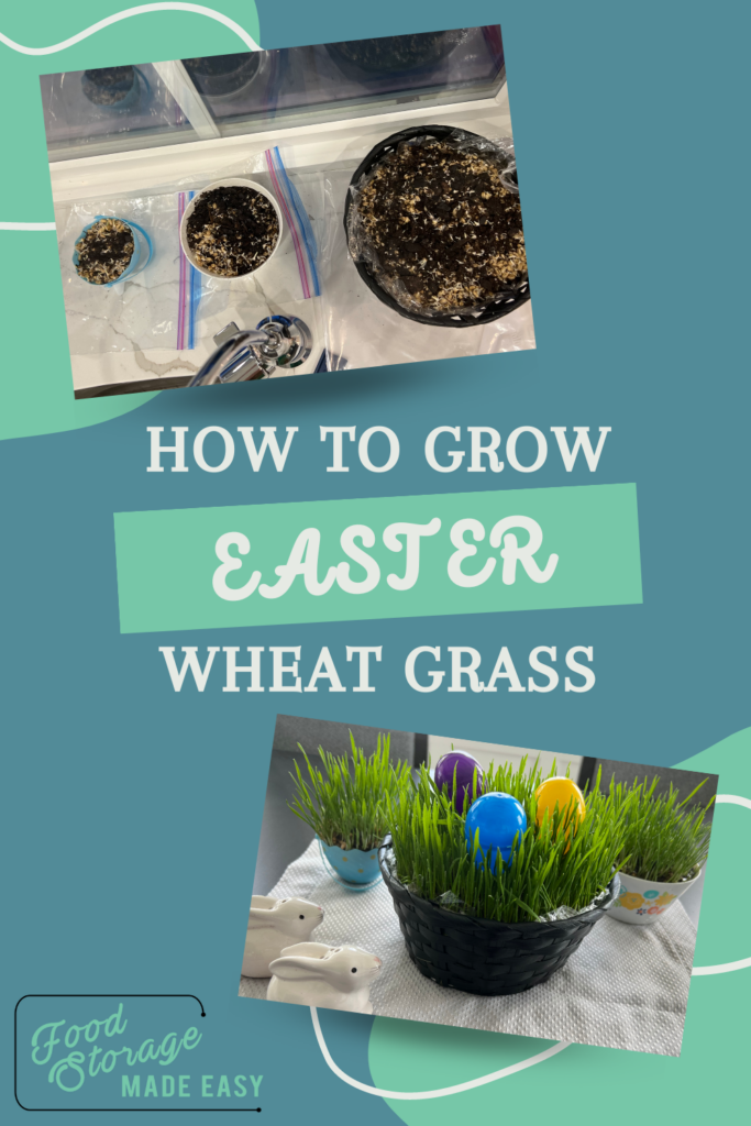 how to grow easter wheat grass pin
