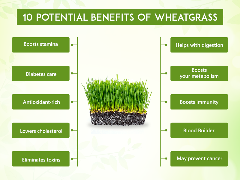 health benefits of wheat grass